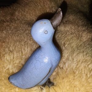 Blue duck